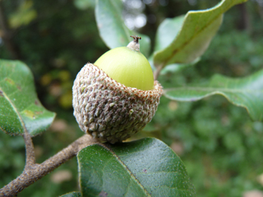 Fruits (glands) bruns de 2 à 3 cm terminés par une petite pointe dure et piquante, la cupule étant pubescente. Agrandir dans une nouvelle fenêtre (ou onglet)